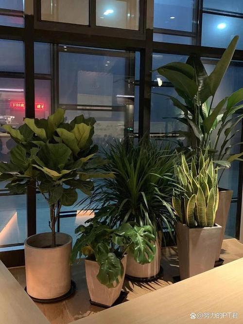 广州绿植花卉租借指南 告别购买，拥抱租赁新潮流