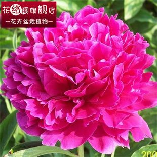 花卉绿植盆栽与租借 装点生活与办公的绿色选择