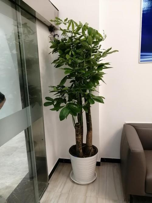 花卉绿植租借 打造灵动商务空间的绿化新选择