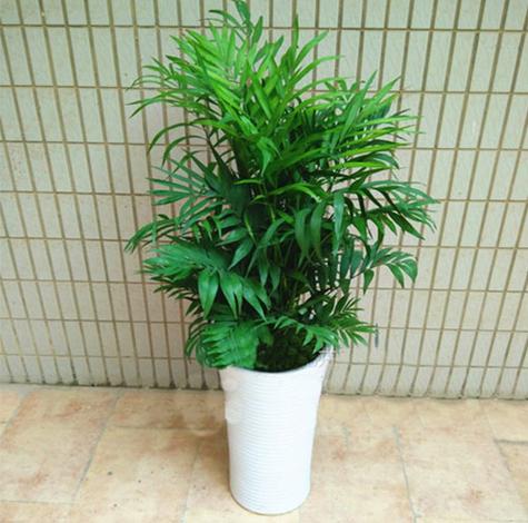 绿植租赁与花卉租借 企业园林绿化的省心之选