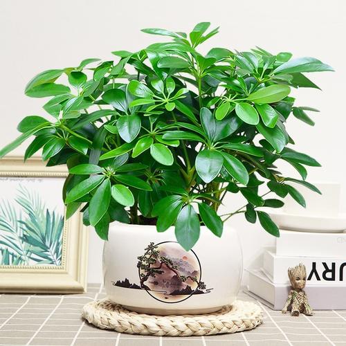 室内绿植新宠 来财莲与七叶鸭脚木的观赏与租借指南