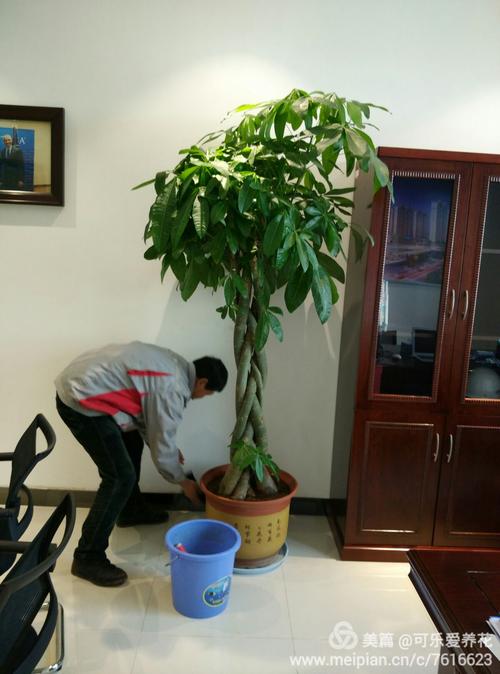 绿意盎然 大中型绿植鉴赏与花卉绿植租借指南