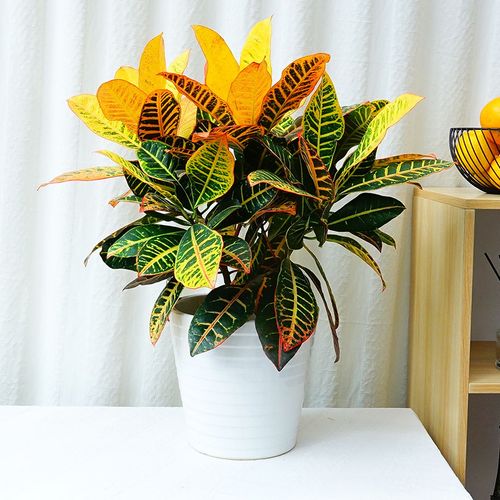 花卉盆景商家产品分类指南 从武汉商场绿植到写字楼绿化的全维度解读