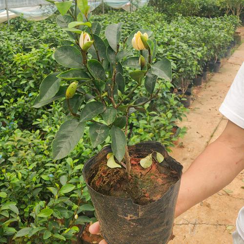 含笑花开，满室生香——庭院与室内的芳香佳木