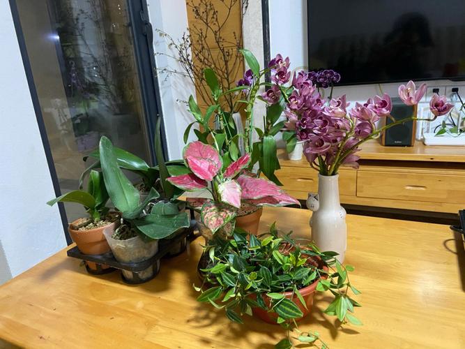 花卉市场捡垃圾成果展 零成本打造“租借级”绿植，我是如何做到的