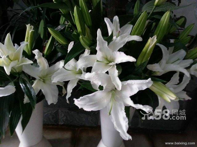 馨馨鲜花绿植 专业花卉绿植租借，让空间焕发自然生机