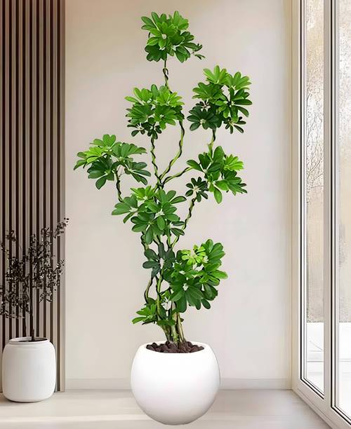 2026年西安绿植租赁公司推荐指南 商业综合体绿植租摆市场现状与花卉租借趋势全解析
