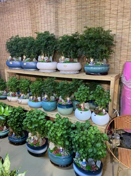 广州植物出租与绿植租摆服务 为您的空间增添生机与专业美感