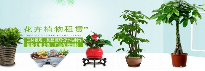 重庆江北区花卉绿植租赁指南 为企业与家庭打造绿色空间