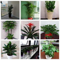 南宁绿植租摆与室内绿化养护全指南 从花卉盆栽租售到园林施工