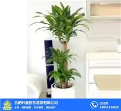 合肥轩晨园艺 专业花卉绿植租赁，打造合肥企业绿色办公新体验