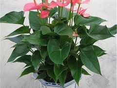 绿艺轩 一流的植物租摆租赁公司——恩施花卉租摆与武汉绿植服务专家