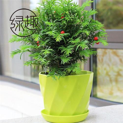 西安花卉绿植租赁全攻略 如何挑选靠谱的绿植租摆公司？