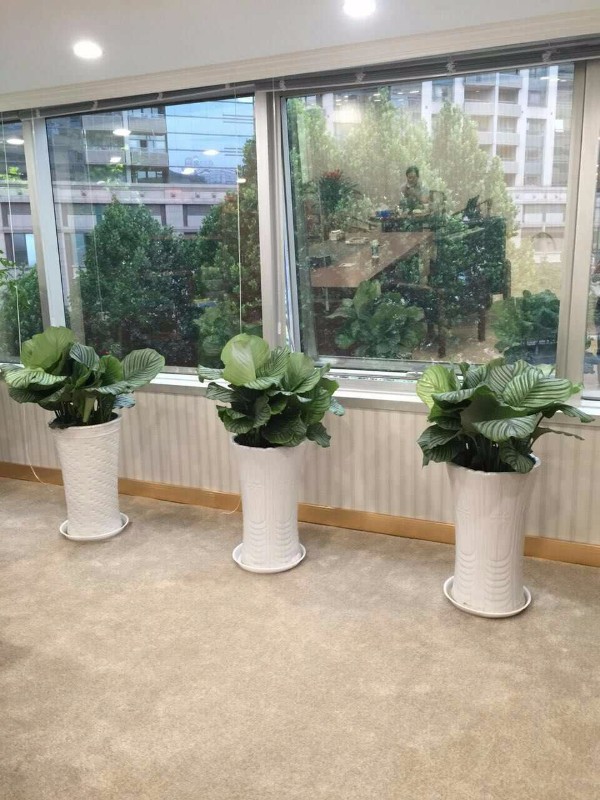 绿植租赁与花卉租摆 为空间注入生机的现代绿化新选择