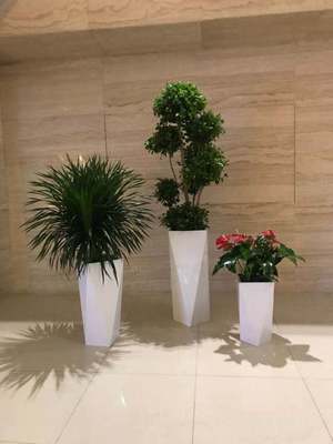 门头沟区绿植租赁与花卉租借报价指南 为企业与家庭打造绿色空间