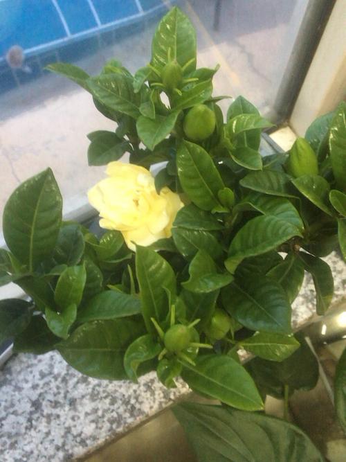 花卉绿植租借 让绿色与生机触手可及