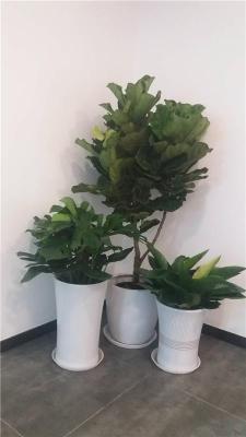 大望路花卉绿植租赁公司 让办公空间焕发生机的专业绿植租摆服务