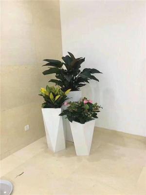 丽泽花卉绿植租赁 为企业空间注入自然生机